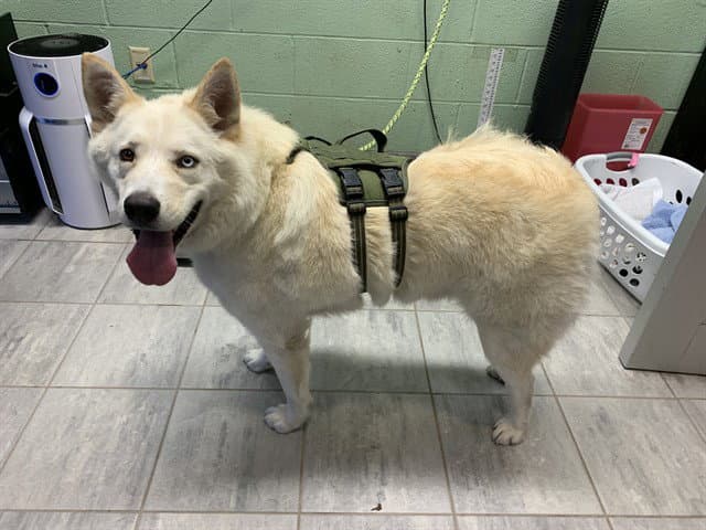 Inu - Siberian Husky