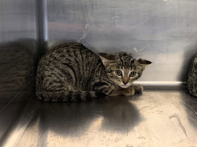 Ice Spice - Domestic Short Hair