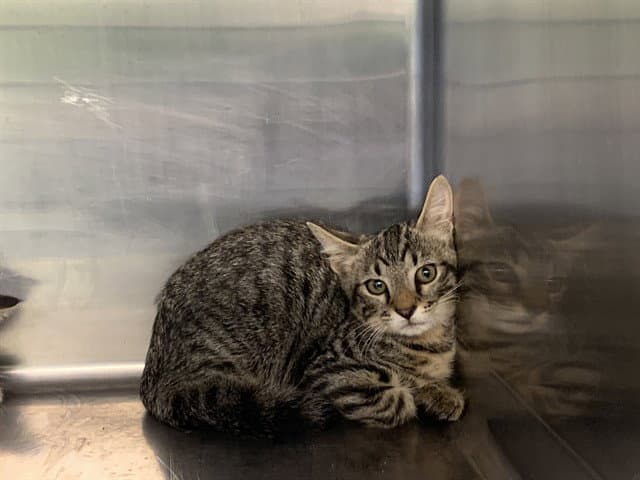 Ice Cube - Domestic Short Hair