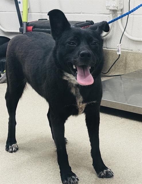 America - Australian Cattle Dog/Blue Heeler