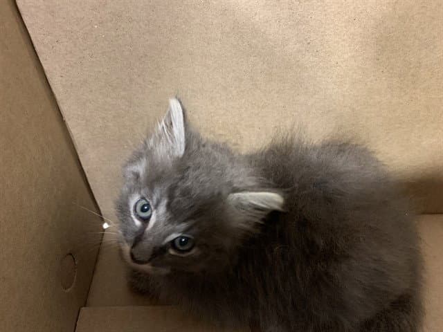 Unknown - Domestic Short Hair
