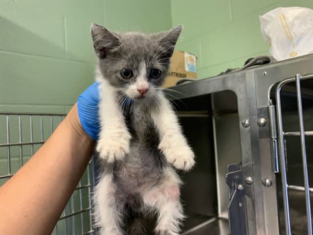 Unknown - Domestic Short Hair