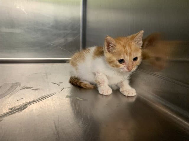 Unknown - Domestic Short Hair