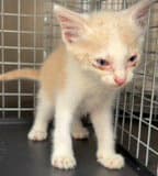 Unknown - Domestic Short Hair