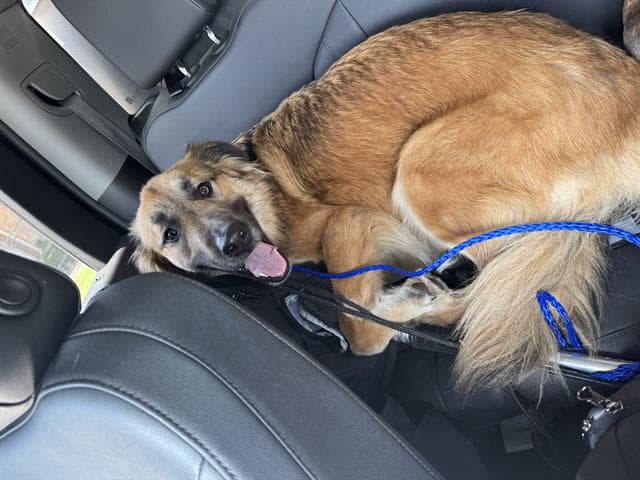 Fred - German Shepherd Dog