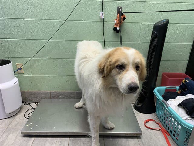 Gerard - Great Pyrenees