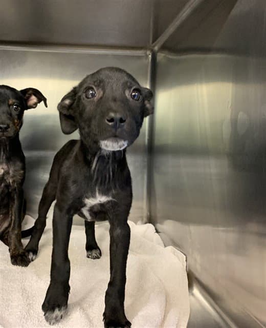 Jenga - American Staffordshire Terrier