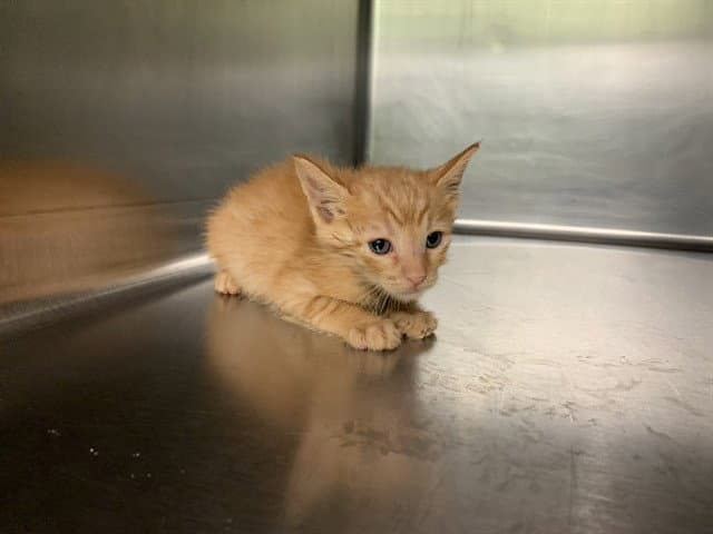 Mrcharles - Domestic Short Hair
