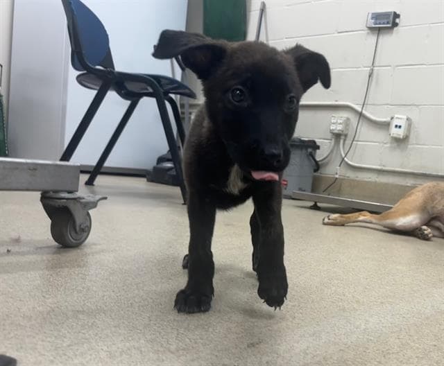 Georgina - German Shepherd Dog