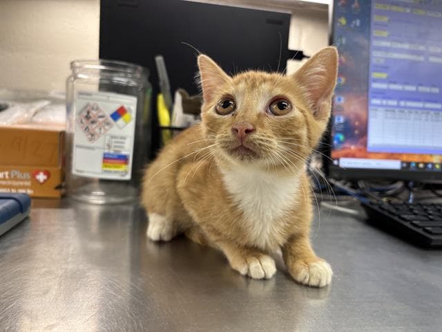 Roquefort - Domestic Short Hair