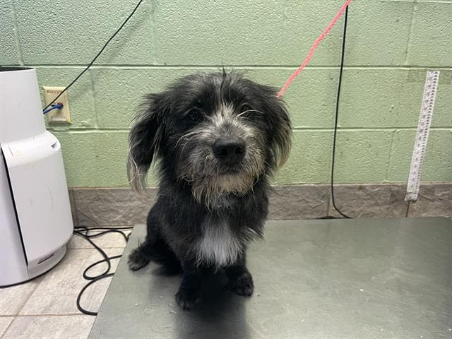 Fritz - Affenpinscher