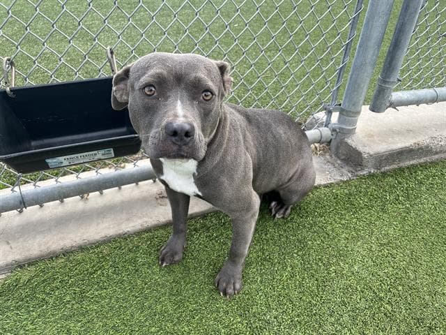 Erica - American Staffordshire Terrier