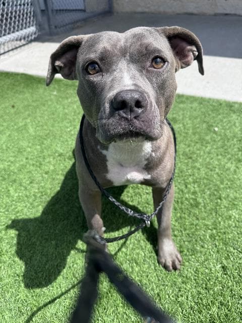 Erica - American Staffordshire Terrier