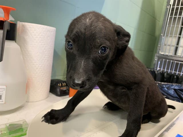Avery - Labrador Retriever