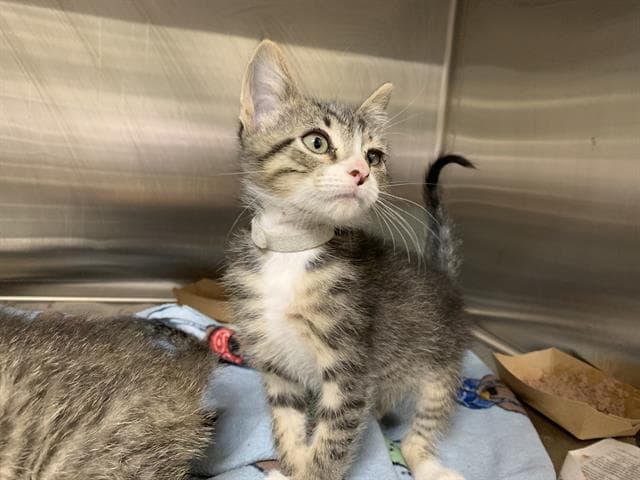 Lemon Pie - Domestic Short Hair