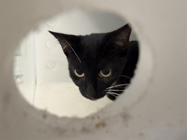 Nolan - Domestic Short Hair