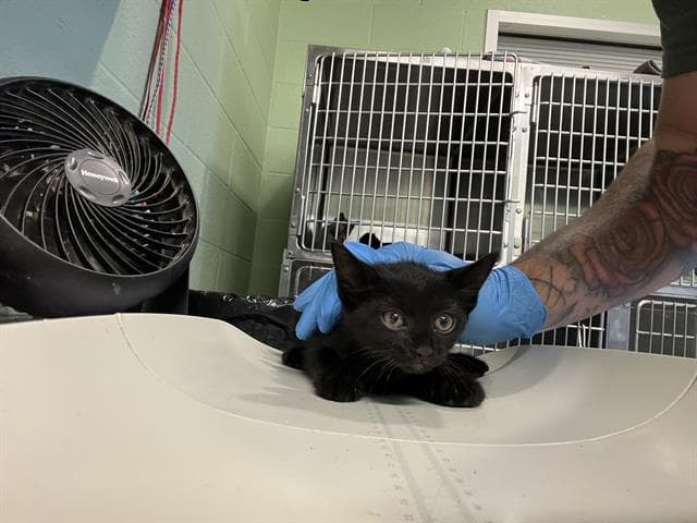 Jinx - Domestic Short Hair