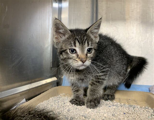Trinity - Domestic Short Hair