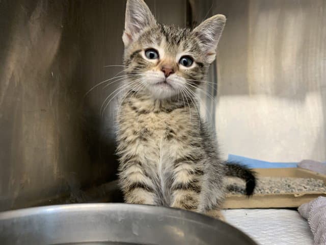 Aniya - Domestic Short Hair