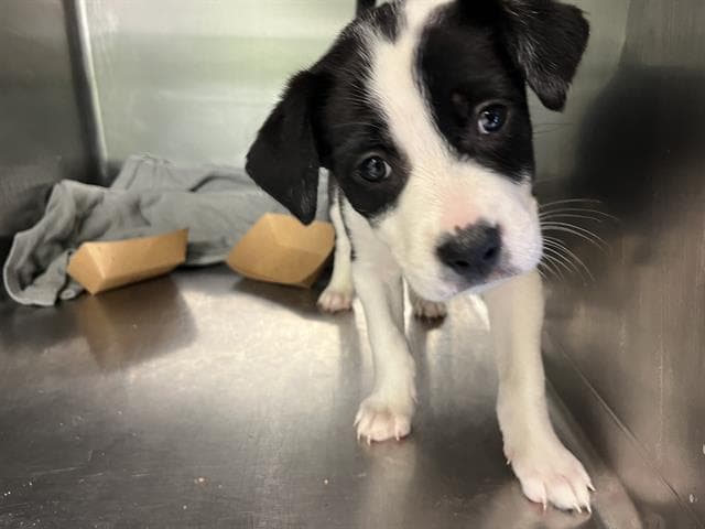 Mindy - Australian Cattle Dog/Blue Heeler