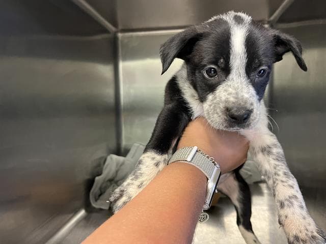 Mork - Australian Cattle Dog/Blue Heeler