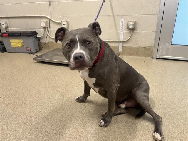 Grayson - American Staffordshire Terrier