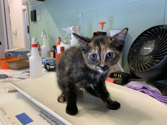 Tara - Domestic Short Hair