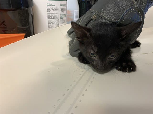 Unknown - Domestic Short Hair