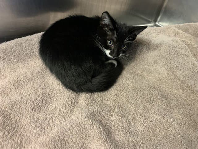 Mewsker's - Domestic Short Hair