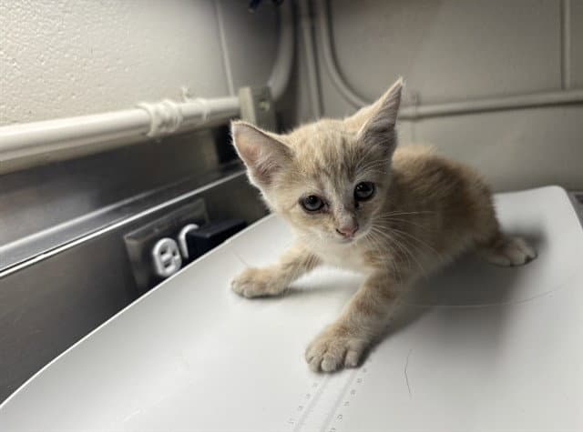 Fenway - Domestic Short Hair