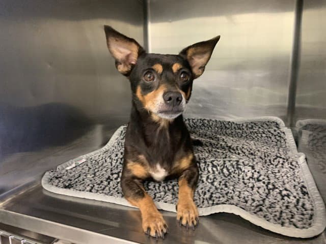 Canelo - Chihuahua