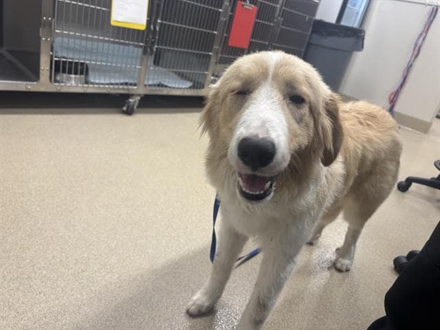 Evangeline - Great Pyrenees