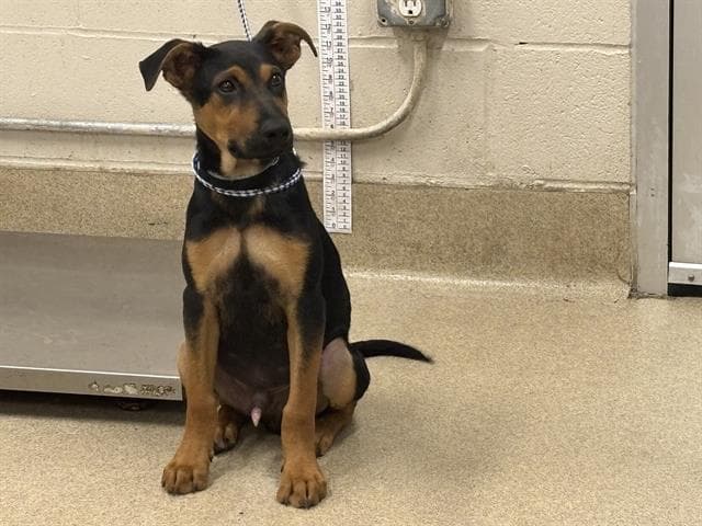 Silvester - Black and Tan Coonhound