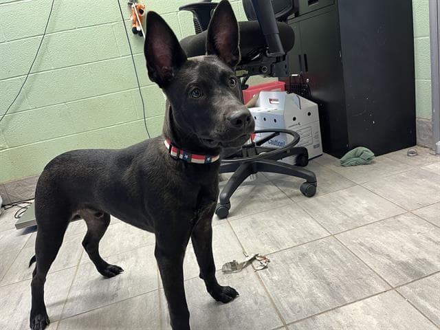 Messi - American Staffordshire Terrier