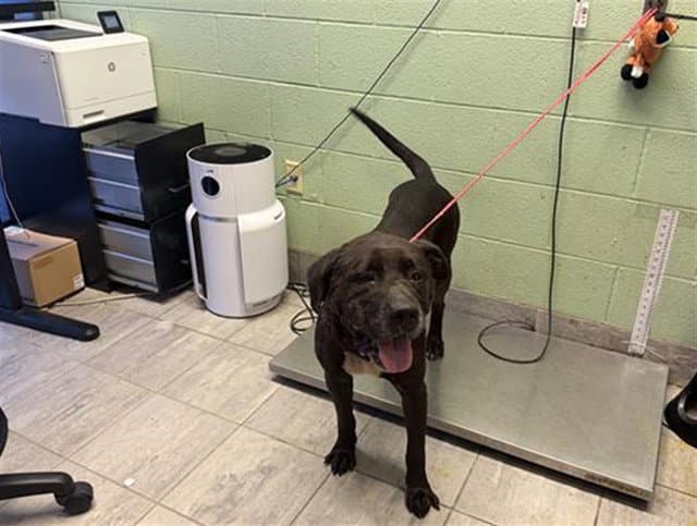 Stitch - Mastiff