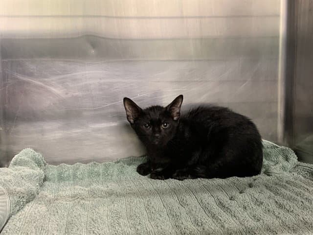 Amber - Domestic Short Hair