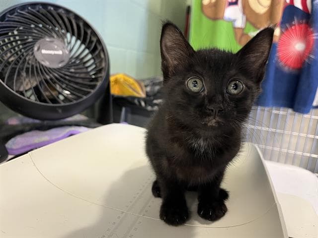 Nova - Domestic Short Hair