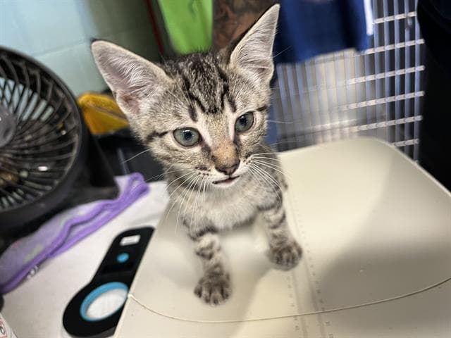 Luna - Domestic Short Hair