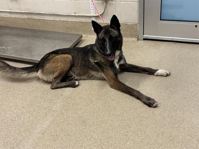 Skipper - Belgian Shepherd Malinois