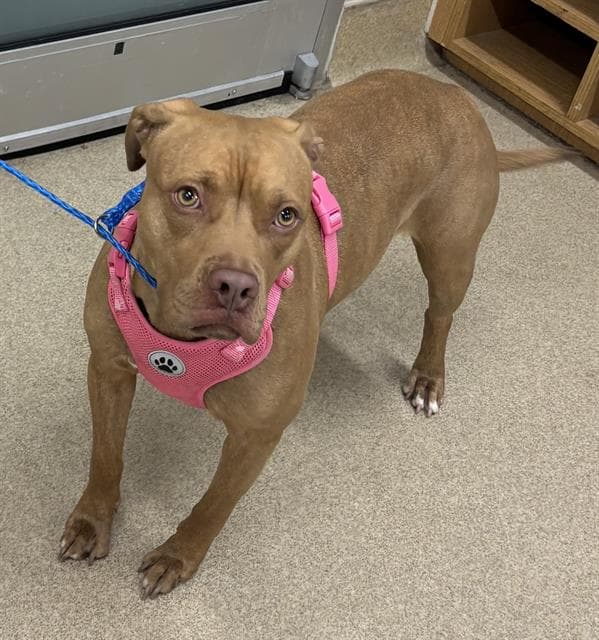 Ellie - American Staffordshire Terrier