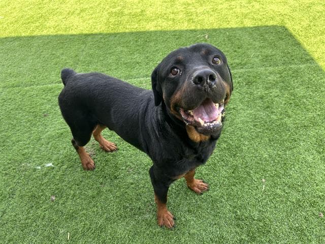 Striker - Rottweiler