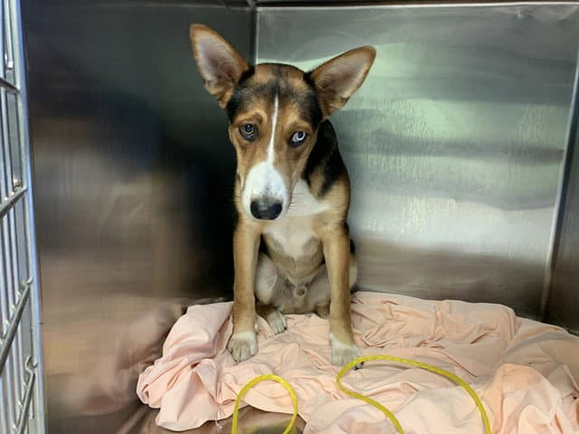 Ross - Basenji