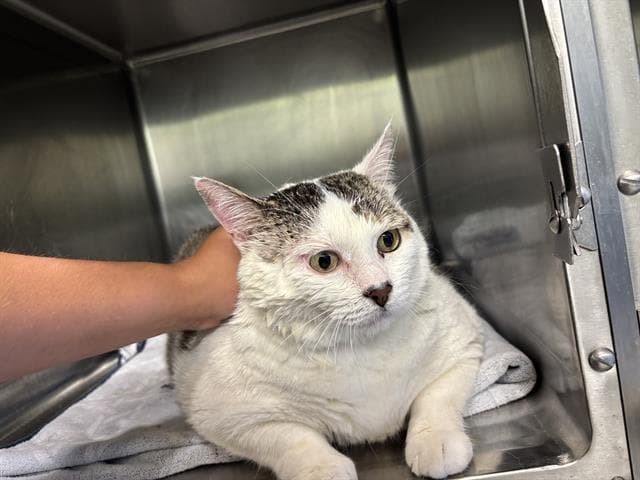 Aurora - Domestic Short Hair