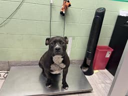 Archie image 1