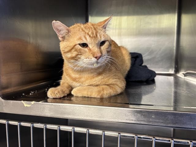 Omally - Domestic Short Hair