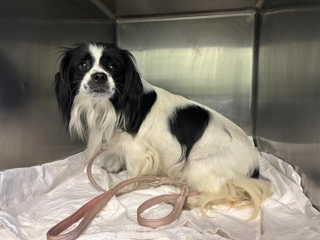 May - Japanese Chin