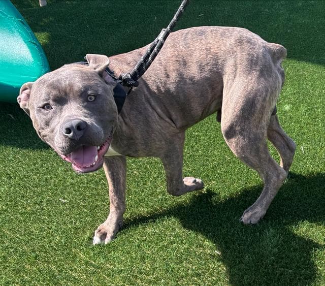 Bueller - American Staffordshire Terrier