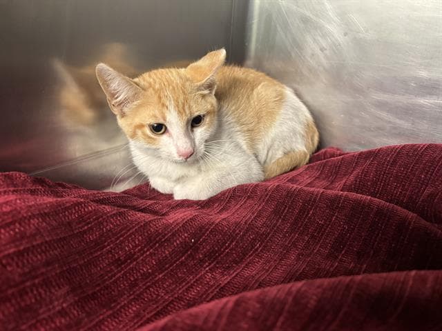 Jerry - Domestic Short Hair