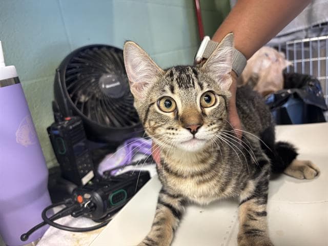 Jude - Domestic Short Hair