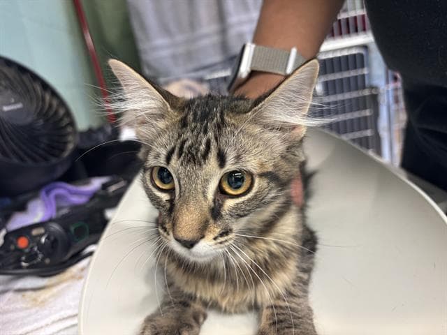 Mushu - Domestic Short Hair